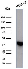 STING/TMEM173 Antibody (STING1/7431) - Azide and BSA Free