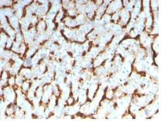 Apolipoprotein D Antibody (APOD/3413) - Azide and BSA Free Immunohistochemistry-Paraffin: Apolipoprotein D Antibody (APOD/3413) - Azide and BSA Free [NBP3-14089] -