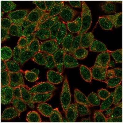 IRF3 Antibody (PCRP-IRF3-3B2) - Azide and BSA Free Flow Cytometry: IRF3 Antibody (PCRP-IRF3-3B2) - Azide and BSA Free [NBP3-14106] -