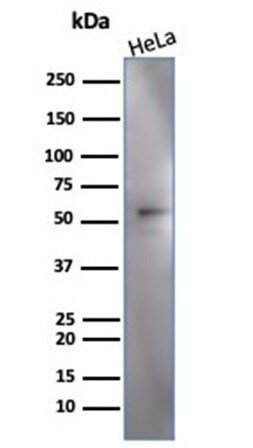IRF3 Antibody (PCRP-IRF3-3B2) - Azide and BSA Free Western Blot: IRF3 Antibody (PCRP-IRF3-3B2) - Azide and BSA Free [NBP3-14106] -