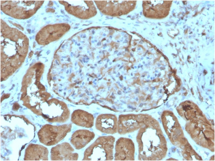 Laminin gamma 1 Antibody (LAMC1/3162) - Azide and BSA Free