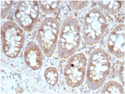 RPSA Antibody (RPSA/6332R) - Azide and BSA Free