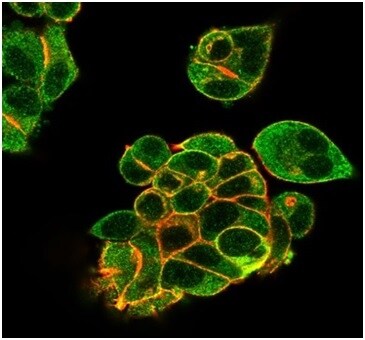 Lactoferrin Antibody (LTF/4082) - Azide and BSA Free Immunocytochemistry/ Immunofluorescence: Lactoferrin Antibody (LTF/4082) - Azide and BSA Free [NBP3-14113] -