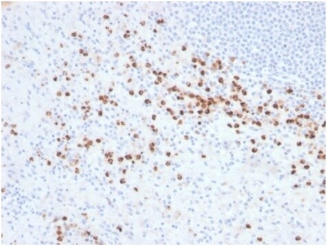 Lysozyme Antibody (LYZ/3942) - Azide and BSA Free Immunohistochemistry-Paraffin: Lysozyme Antibody (LYZ/3942) - Azide and BSA Free [NBP3-14114] -