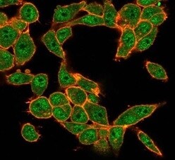 MEF2D Antibody (PCRP-MEF2D-3A4) - Azide and BSA Free Immunocytochemistry/ Immunofluorescence: MEF2D Antibody (PCRP-MEF2D-3A4) - Azide and BSA Free [NBP3-14120] -