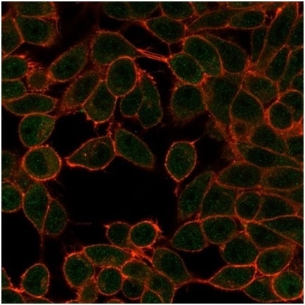 MITF Antibody (PCRP-MITF-1D9) - Azide and BSA Free Flow Cytometry: MITF Antibody (PCRP-MITF-1D9) - Azide and BSA Free [NBP3-14121] -