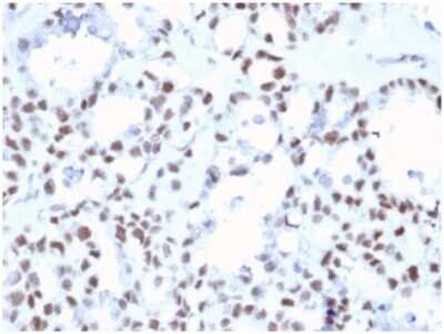 MLH1 Antibody (MLH1/6467) - Azide and BSA Free Immunohistochemistry-Paraffin: MLH1 Antibody (MLH1/6467) - Azide and BSA Free [NBP3-14122] -