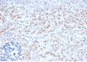 MLH1 Antibody (MLH1/6284R) - Azide and BSA Free