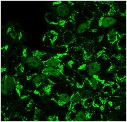 Geminin Antibody (GMNN/3665) - Azide and BSA Free Immunocytochemistry/ Immunofluorescence: Geminin Antibody (GMNN/3665) - Azide and BSA Free [NBP3-14128] -