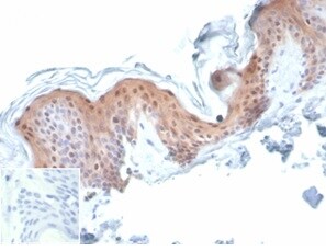 Serpin B5/Maspin Antibody (SERPINB5/4977) - Azide and BSA Free Immunohistochemistry-Paraffin: Serpin B5/Maspin Antibody (SERPINB5/4977) - Azide and BSA Free [NBP3-14137] -
