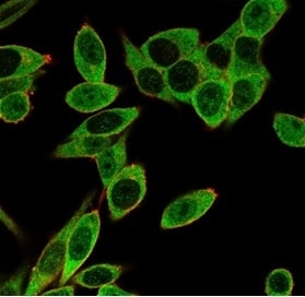 PMS1 Antibody (PCRP-PMS1-2E11) - Azide and BSA Free Immunocytochemistry/ Immunofluorescence: PMS1 Antibody (PCRP-PMS1-2E11) - Azide and BSA Free [NBP3-14142] -