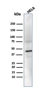PRMT7 Antibody (PCRP-PRMT7-1A4) - Azide and BSA Free Western Blot: PRMT7 Antibody (PCRP-PRMT7-1A4) - Azide and BSA Free [NBP3-14144] -