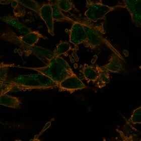 PRMT7 Antibody (PCRP-PRMT7-1A4) - Azide and BSA Free Immunocytochemistry/ Immunofluorescence: PRMT7 Antibody (PCRP-PRMT7-1A4) - Azide and BSA Free [NBP3-14144] -