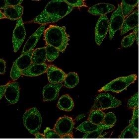 PRMT7 Antibody (PCRP-PRMT7-1A7) - Azide and BSA Free Immunocytochemistry/ Immunofluorescence: PRMT7 Antibody (PCRP-PRMT7-1A7) - Azide and BSA Free [NBP3-14145] -