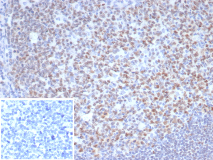 OCT2 Antibody (OCT2/7073R) - Azide and BSA Free