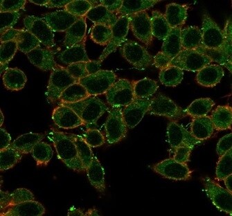 ERK2 Antibody (PCRP-MAPK1-1D1) - Azide and BSA Free Immunocytochemistry/ Immunofluorescence: ERK2 Antibody (PCRP-MAPK1-1D1) - Azide and BSA Free [NBP3-14157] -
