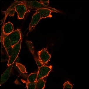 BCL-W/BCL2L2 Antibody (PCRP-BCL2L2-1A4) - Azide and BSA Free Immunocytochemistry/ Immunofluorescence: BCL-W/BCL2L2 Antibody (PCRP-BCL2L2-1A4) - Azide and BSA Free [NBP3-14166] -