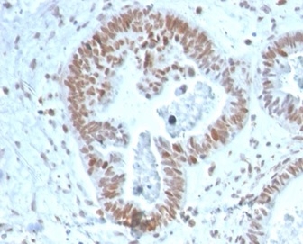 ZNF704 Antibody (PCRP-ZNF704-3C10) - Azide and BSA Free