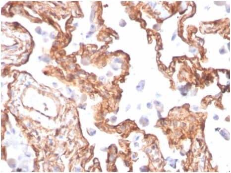 Alpha Fodrin Antibody (SPTAN1/3505) - Azide and BSA Free Immunohistochemistry-Paraffin: Alpha Fodrin Antibody (SPTAN1/3505) - Azide and BSA Free [NBP3-14184] -