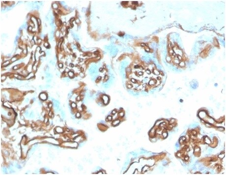 Alpha Fodrin Antibody (SPTAN1/3505) - Azide and BSA Free Immunohistochemistry-Paraffin: Alpha Fodrin Antibody (SPTAN1/3505) - Azide and BSA Free [NBP3-14184] -
