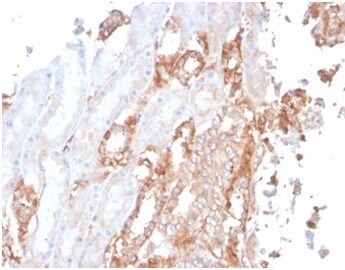 Alpha Fodrin Antibody (SPTAN1/3506) - Azide and BSA Free Immunohistochemistry-Paraffin: Alpha Fodrin Antibody (SPTAN1/3506) - Azide and BSA Free [NBP3-14185] -