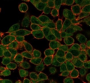 Serum Response Factor SRF Antibody (PCRP-SRF-1F1) - Azide and BSA Free Immunocytochemistry/ Immunofluorescence: Serum Response Factor SRF Antibody (PCRP-SRF-1F1) - Azide and BSA Free [NBP3-14187] -