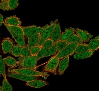 Serum Response Factor SRF Antibody (PCRP-SRF-1F7) - Azide and BSA Free Immunocytochemistry/ Immunofluorescence: Serum Response Factor SRF Antibody (PCRP-SRF-1F7) - Azide and BSA Free [NBP3-14188] -