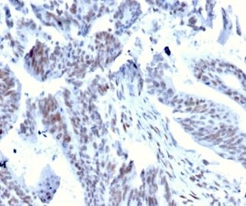 Serum Response Factor SRF Antibody (PCRP-SRF-1F7) - Azide and BSA Free Immunohistochemistry-Paraffin: Serum Response Factor SRF Antibody (PCRP-SRF-1F7) - Azide and BSA Free [NBP3-14188] -