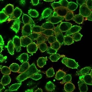 SURF5 Antibody (PCRP-MED22-1E4) - Azide and BSA Free Immunocytochemistry/ Immunofluorescence: SURF5 Antibody (PCRP-MED22-1E4) - Azide and BSA Free [NBP3-14190] -