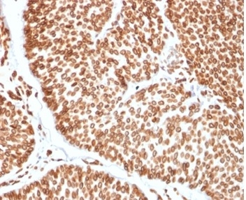 TCF4 Antibody (TCF4/2252) - Azide and BSA Free