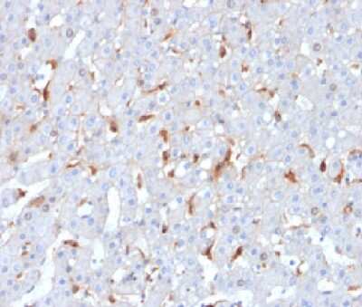 C1QB Antibody (C1QB/2962) - Azide and BSA Free Immunohistochemistry-Paraffin: C1QB Antibody (C1QB/2962) - Azide and BSA Free [NBP3-14195] -