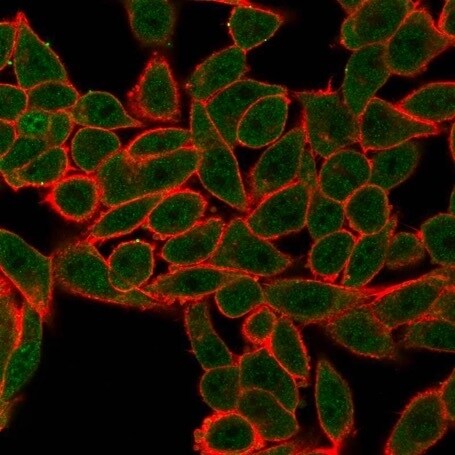 Argonaute 3 Antibody (PCRP-AGO3-1C5) - Azide and BSA Free Immunocytochemistry/ Immunofluorescence: Argonaute 3 Antibody (PCRP-AGO3-1C5) - Azide and BSA Free [NBP3-14202] -