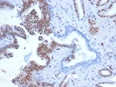 ERG Antibody (rERG/6843) - Azide and BSA Free Immunohistochemistry-Paraffin: ERG Antibody (rERG/6843) - Azide and BSA Free [NBP3-14204] -