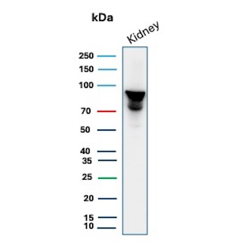 MICA Antibody (MICA/4442) - Azide and BSA Free Western Blot: MICA Antibody (MICA/4442) - Azide and BSA Free [NBP3-14208] -