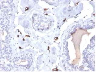 FABP4/A-FABP Antibody (FABP4/4422) - Azide and BSA Free Immunohistochemistry-Paraffin: FABP4/A-FABP Antibody (FABP4/4422) - Azide and BSA Free [NBP3-14210] -