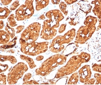 Aldehyde Dehydrogenase 1-A1/ALDH1A1 Antibody (ALDH1A1/7011R) - Azide and BSA Free