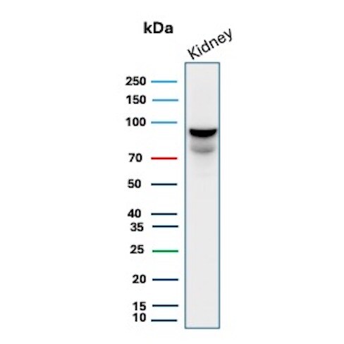MICA Antibody (MICA/4443) - Azide and BSA Free Western Blot: MICA Antibody (MICA/4443) - Azide and BSA Free [NBP3-14212] -