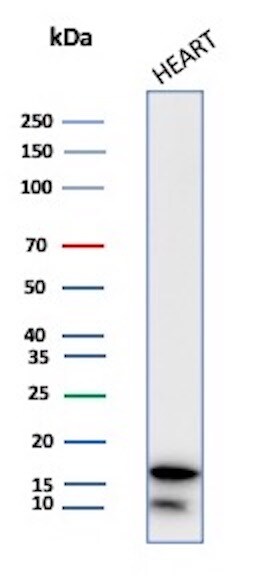 FABP3/H-FABP Antibody (FABP3/3430) - Azide and BSA Free Western Blot: FABP3/H-FABP Antibody (FABP3/3430) - Azide and BSA Free [NBP3-14215] -