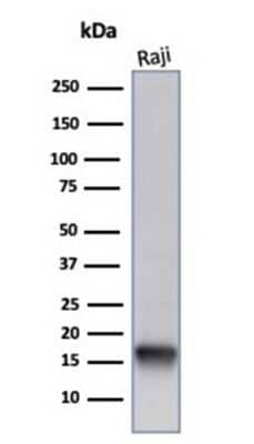 FABP5/E-FABP Antibody (FABP5/6353R) - Azide and BSA Free Western Blot: FABP5/E-FABP Antibody (FABP5/6353R) - Azide and BSA Free [NBP3-14216] -