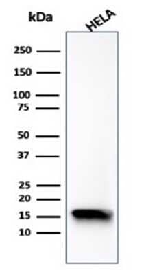 FABP5/E-FABP Antibody (FABP5/6353R) - Azide and BSA Free Western Blot: FABP5/E-FABP Antibody (FABP5/6353R) - Azide and BSA Free [NBP3-14216] -