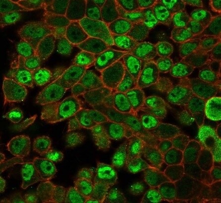 JAZF1 Antibody (PCRP-JAZF1-1C2) - Azide and BSA Free Immunocytochemistry/ Immunofluorescence: JAZF1 Antibody (PCRP-JAZF1-1C2) - Azide and BSA Free [NBP3-14221] -