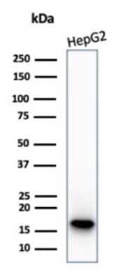 p16INK4a/CDKN2A Antibody (CDKN2A/4844R) - Azide and BSA Free Western Blot: p16INK4a/CDKN2A Antibody (CDKN2A/4844R) - Azide and BSA Free [NBP3-14223] -