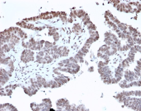 FOXI1 Antibody (PCRP-FOXL1-1F8) - Azide and BSA Free