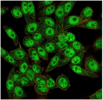 FOXI1 Antibody (PCRP-FOXL1-1F8) - Azide and BSA Free Immunocytochemistry/ Immunofluorescence: FOXI1 Antibody (PCRP-FOXL1-1F8) - Azide and BSA Free [NBP3-14224] -