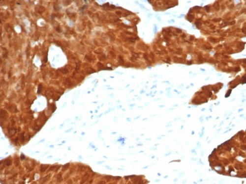 p16INK4a/CDKN2A Antibody (CDKN2A/7081R) - Azide and BSA Free
