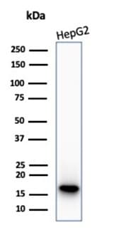 p16INK4a/CDKN2A Antibody (CDKN2A/7081R) - Azide and BSA Free Western Blot: p16INK4a/CDKN2A Antibody (CDKN2A/7081R) - Azide and BSA Free [NBP3-14227] -