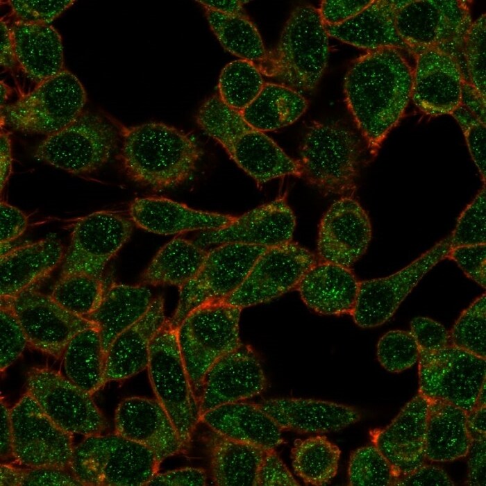 IRF9 Antibody (PCRP-IRF9-2F8) - Azide and BSA Free Immunocytochemistry/ Immunofluorescence: IRF9 Antibody (PCRP-IRF9-2F8) - Azide and BSA Free [NBP3-14228] -