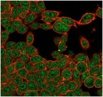 ZHX3 Antibody (PCRP-ZHX3-1G3) - Azide and BSA Free Immunocytochemistry/ Immunofluorescence: ZHX3 Antibody (PCRP-ZHX3-1G3) - Azide and BSA Free [NBP3-14230] -