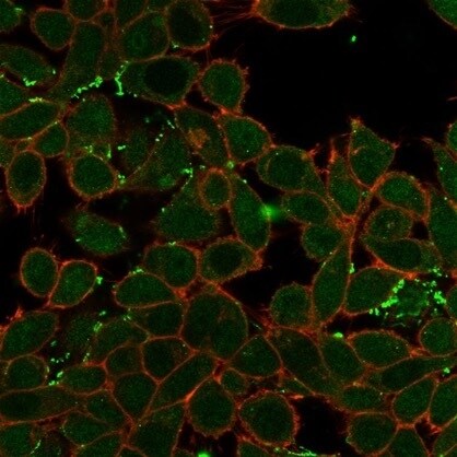 ZNF358 Antibody (PCRP-ZNF358-1A6) - Azide and BSA Free Immunocytochemistry/ Immunofluorescence: ZNF358 Antibody (PCRP-ZNF358-1A6) - Azide and BSA Free [NBP3-14233] -