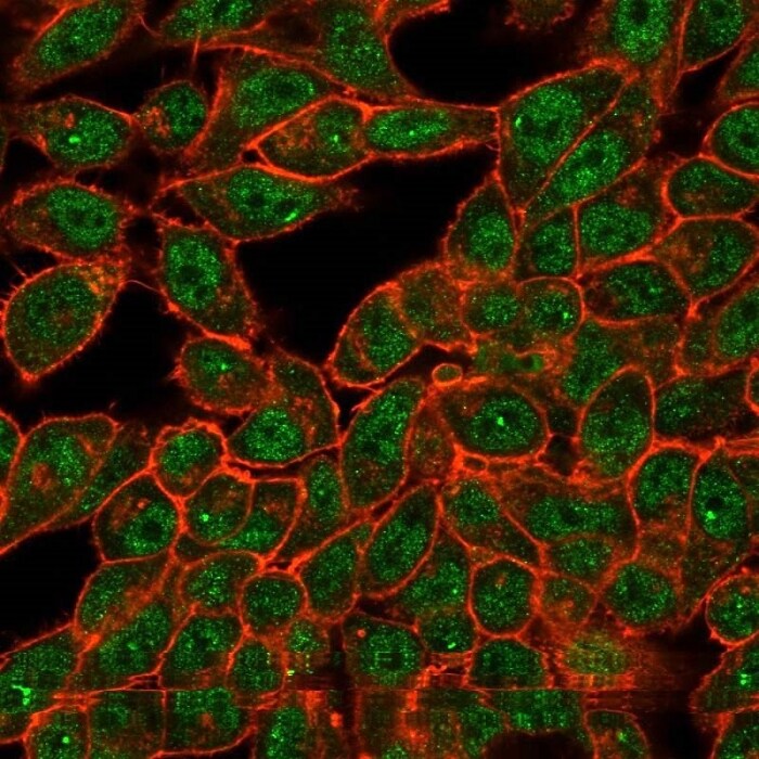 CUGBP2 Antibody (PCRP-CELF2-1E4) - Azide and BSA Free Immunocytochemistry/ Immunofluorescence: CUGBP2 Antibody (PCRP-CELF2-1E4) - Azide and BSA Free [NBP3-14271] -